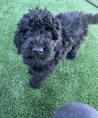 Black Boy (curly coat) ID color - Blue