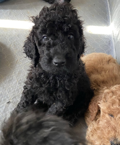 Black Male (curly coat) ID color Red