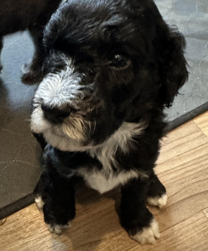 Black Tuxedo Male (curly coat)