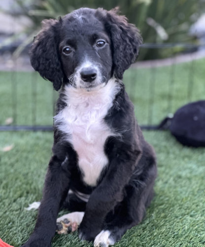 Black and White Tuxedo Female (smooth/wavy coat) ID color- Pink