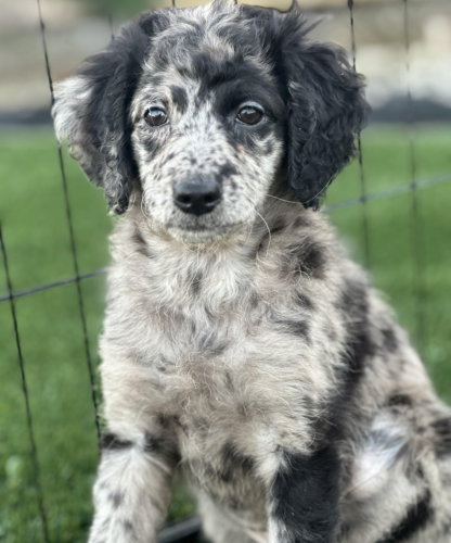 Blue Merle Female (smooth/wavy coat) ID color- Purple