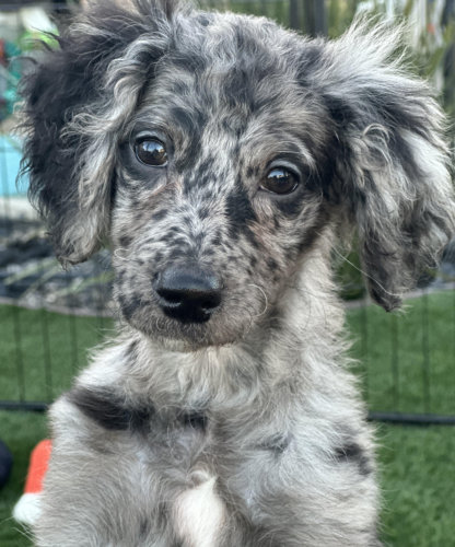 Blue Merle Female (smooth/wavy coat) ID color- Teal