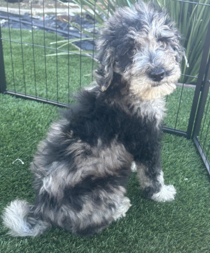 Blue Merle Male (curly coat)