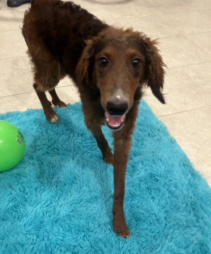 Brown and white Male (smooth/wavy coat)