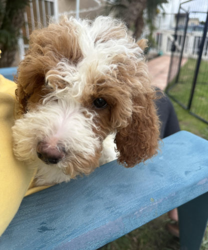 White and Tan Male (curly coat)