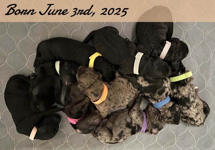 overhead picture of goldendoodle litter