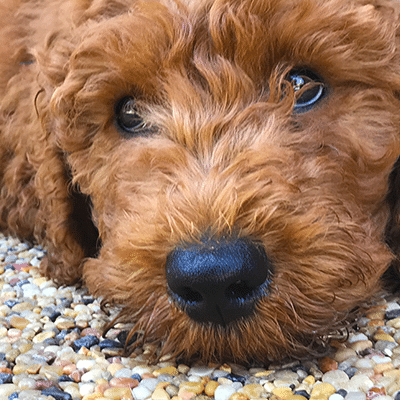 Moto-goldendoodle