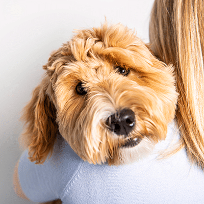 Goldendoodle Breeder & Puppies In Phoenix